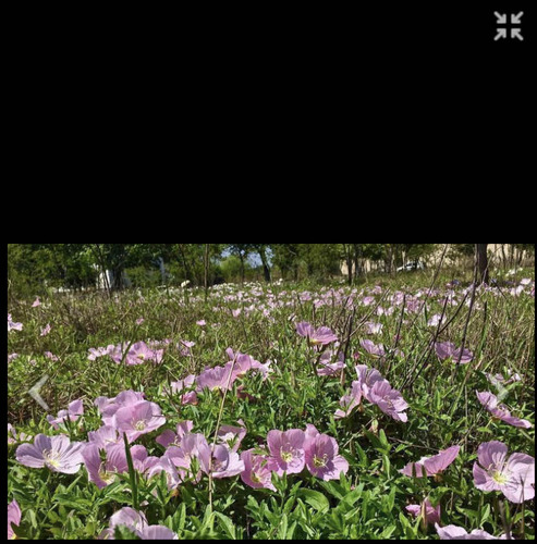 Terreno En Venta En Montemorelos