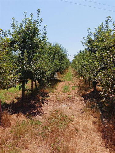 Imagen 4 de 30 de Agrícola En Venta En Curicó