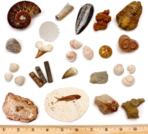 Dancing Bear Fossil Collection - Juego De 20 Especímenes Rea