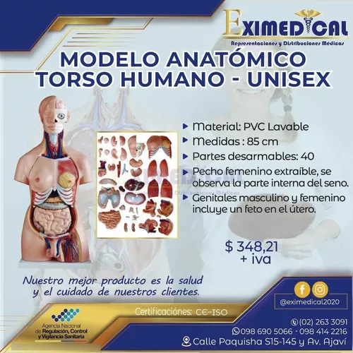 Modelo Anatómico De Torso Humano en venta en Quito Pichincha ( Quito ) por  sólo U$S   Ecuador