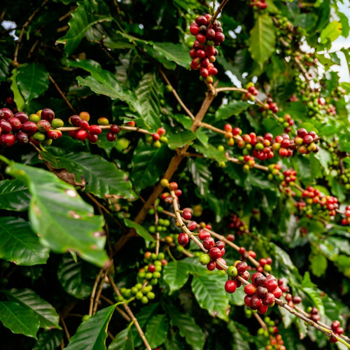 Café De La Torre Molido 500 Gr