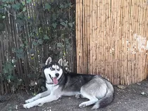 Comprar Husky Siberiano Monta Macho 15 Meses