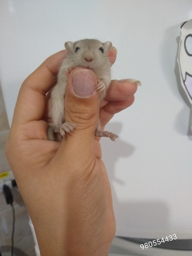 Esquilo Padrão Burmês