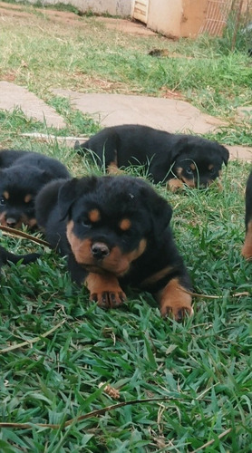 Rottweilers Filhos Do N.1 Brasil 2012 Mamute Rottland