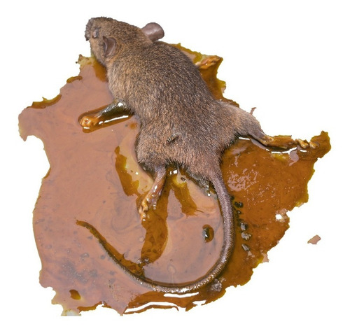 Ratoeira Adesiva Pega Rato 12 Cartelas