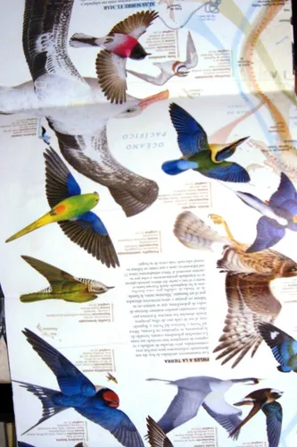 Aves Migratorias Mapa Nat Geo Lamina Color Pajaros Mundo (Usado)