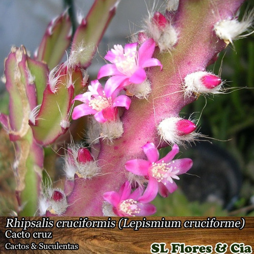 Mudas De Rhipsalis Cruciformis - Suculentas