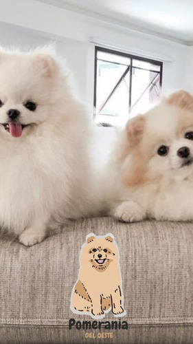 Pomerania 13 Beige