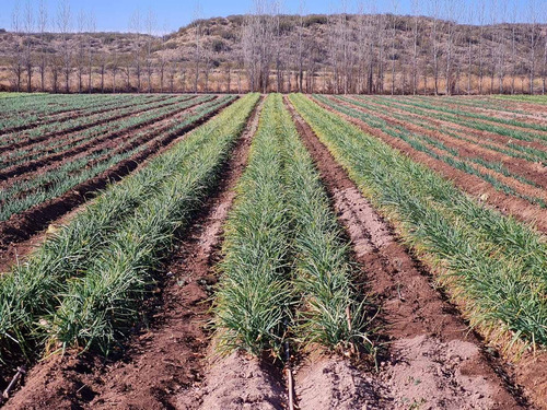 Imagen 7 de 20 de 41 Ha Ruta 15 (zona Bodegas)