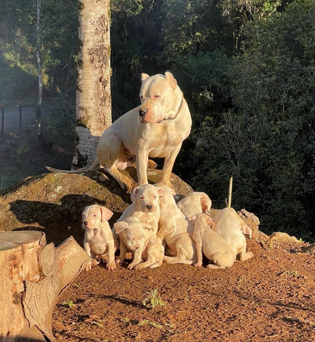 Imagem 1 de 3 de Vendo Filhotes Dogo Argentino. Pais Com Pedigree.