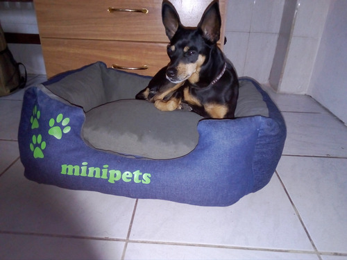 Imagen 5 de 7 de Guardería/pensionado Canino Familiar En La Blanqueada