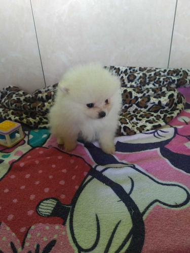 Filhotes De Spitz Alemao - Lulu Da Pomerania Anao