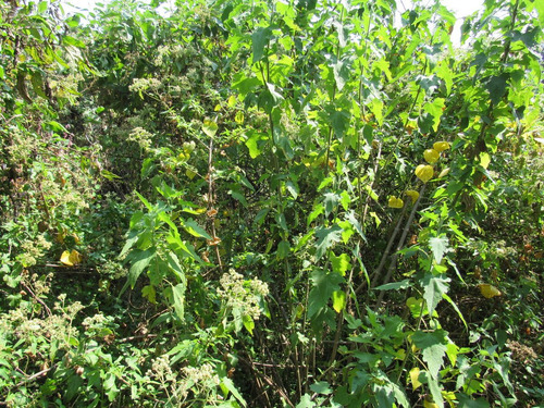 Terreno En Venta En Pedregal