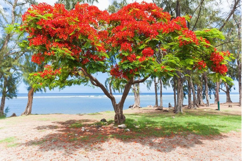 Muda De Flamboyant Vermelho