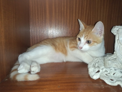 Gatitos En Adopcion Cordoba Capital
