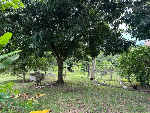 Vendo O Permuto Lote De 1300 M2 Vereda La Virginia - Mesitas Del Colegio (cundinamarca) Que Cuenta Con Escritura Pública Independiente. Libre De Demandas, Al Día De Impuestos, Entrega Inmediata.