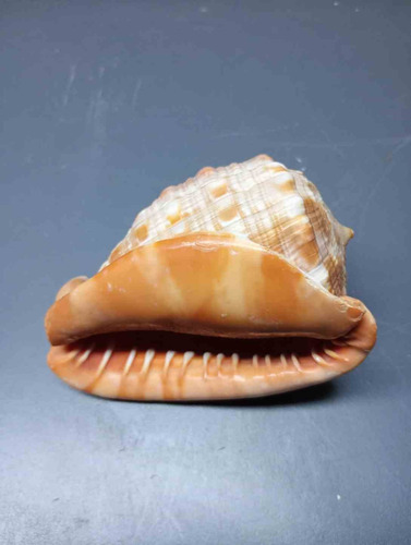 Caracol,concha Marina,para Adornar Pecera Dorado Oscuro (Usado)