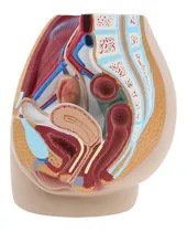 Comprar Modelo Anatomico De Estudio Pelvis Femenina