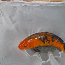 Comprar Carpas Koi Y Cometas Se Hace Precio Por Todo