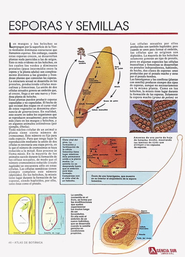 Atlas De Botánica