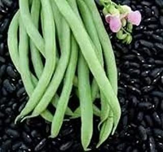 Bean Bush Black Valentine Great Heirloom Garden Vegetal Por 