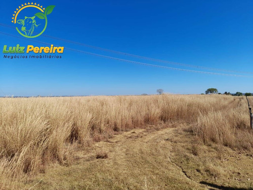 Imagem 5 de 8 de Fazenda À Venda Em Gurupi - To 1.336 Hec - (dupla Aptidão) - 1954