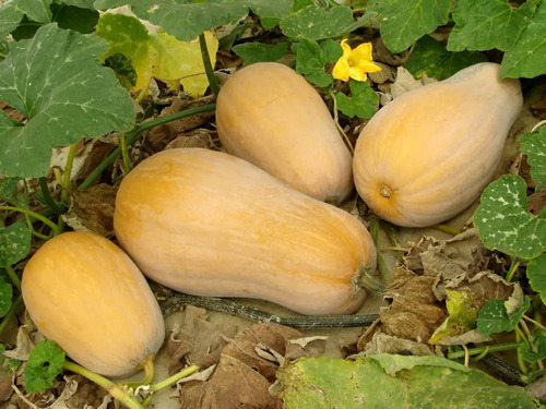 Semillas De Calabaza Zucca Violina