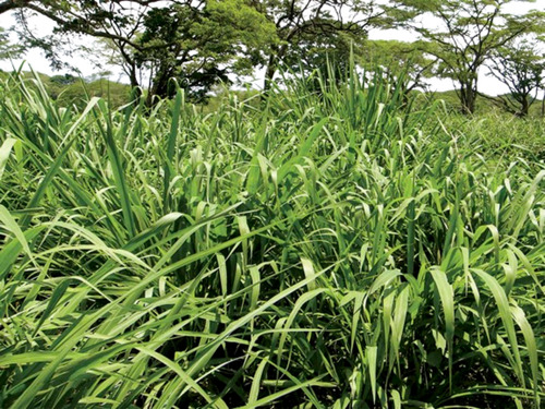 Semilla Forrajes Pastos Panicum Tanzania Clima Cálido 25 Kg