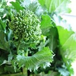 Semillas De Brócoli Rabe (usda Certificado Orgánico) Por Sto