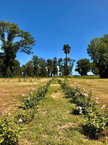 Imagen 6 de 8 de Espectacular Lote En Barrio El Estribo, Tres Pinos