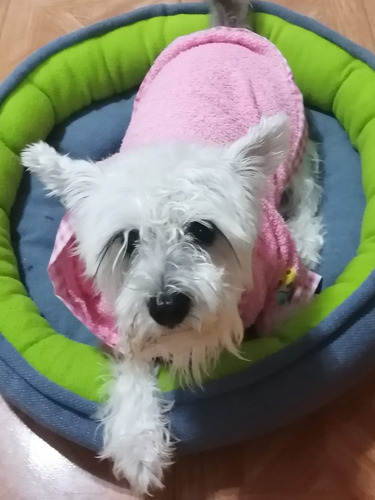 Imagen 7 de 9 de Bata De Baño Con Gorro Para Perro T1 Varios Colores Dogmania