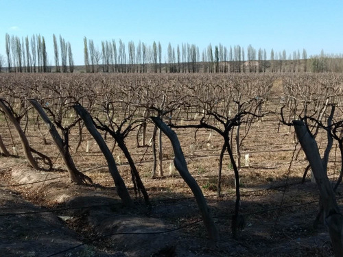Imagen 14 de 20 de 41 Ha Ruta 15 (zona Bodegas)