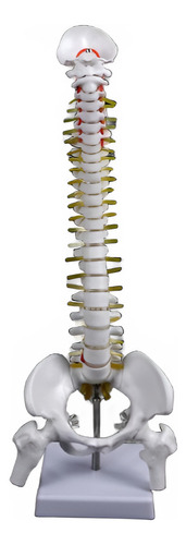 Columna Vertebral 45 Cm  Modelo Anatómico Enseñanzasantiago