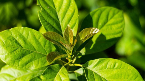 Extracto Destilado Hoja De Aguacate 1 Litro 100% Puro
