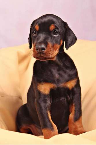 Cachorros Dóberman Puros