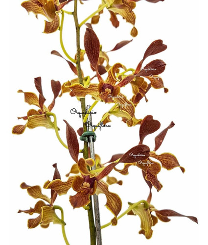 Orquídea Dendrobium Black Spider X Ly's Pride Planta Adulta