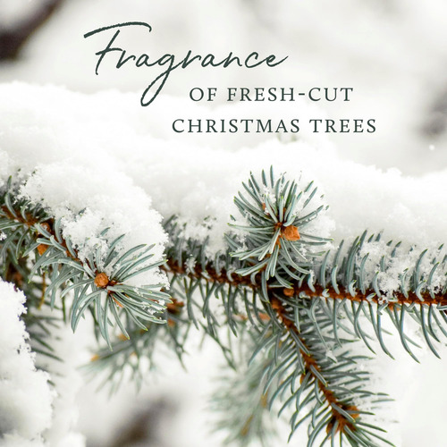 Thymes Frasier Fir Candle - Heritage Pine Needle Needle Lumi