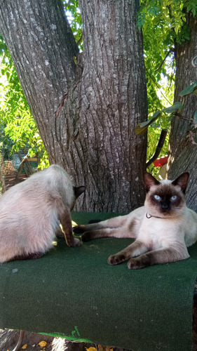 Gatitos Siameses
