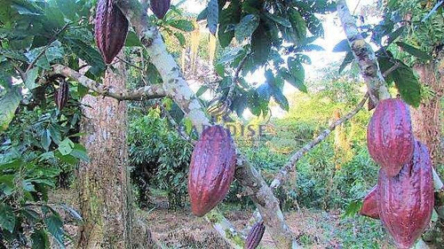 Imagem 13 de 30 de Fazenda Em Itabuna, Frente Para Br 101-160 Ha- R$ 10.000.000,00 - V65800