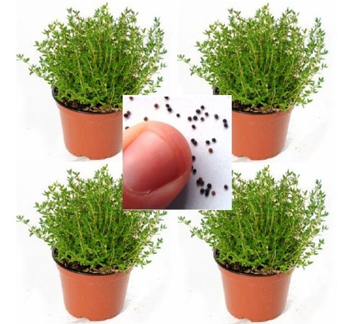 100 Sementes Tomilho/timo ** Thymus Vulgaris