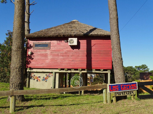 Los Geckos En Punta Del Diablo
