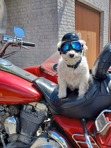 Gafas De Sol Uv A Prueba D/viento P/mascota Pequeña, Mediana