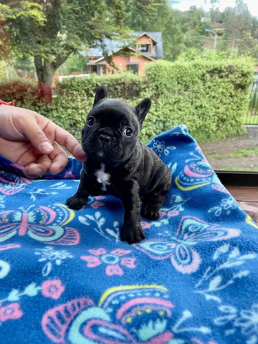 Hermosos Cachorros Bulldog Francés