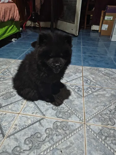 Leer Cachorro Chow Chow Listos Para Entregar
