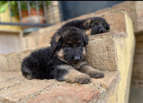 Cachorros Pastor Alemán