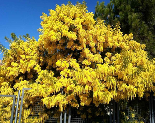 Imagen 4 de 6 de Arbol Acacia Dealbata (aromo Frances) 10lts