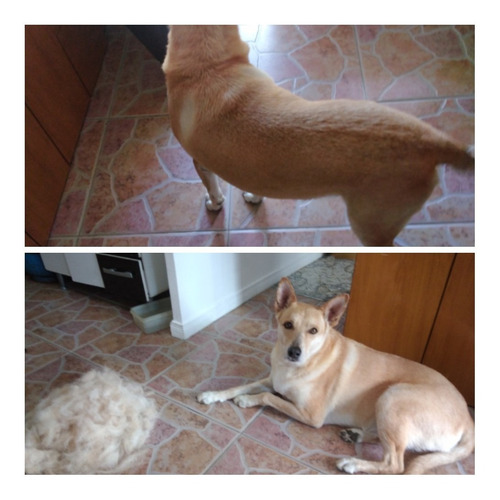 Imagen 8 de 10 de Peluqueria Canina Esquilas