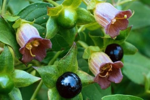 Flor Beladona Atropa Belladonna Sementes P Muda Frete Rápido
