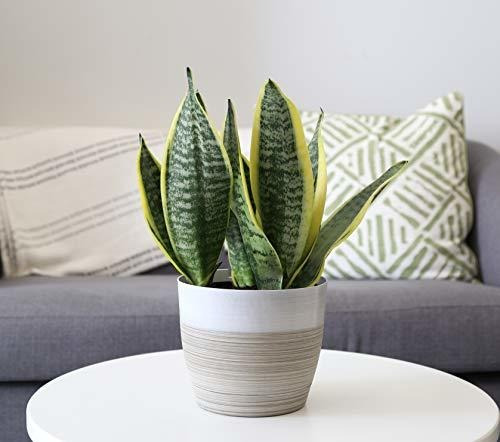 Costa Farms Snake, Sansevieria White-natural Decor Maceta Pl