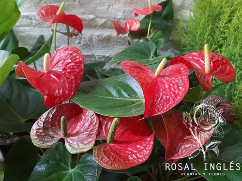 Planta Anthurium- Cala Roja- Interior- M15 Fotos Reales! | MercadoLibre
